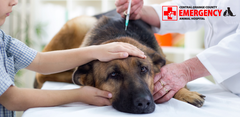 What Are the Symptoms of Heat Exhaustion and Heatstroke in Pets?