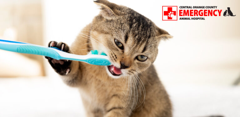 Dental care for cats is as necessary as it is for humans
