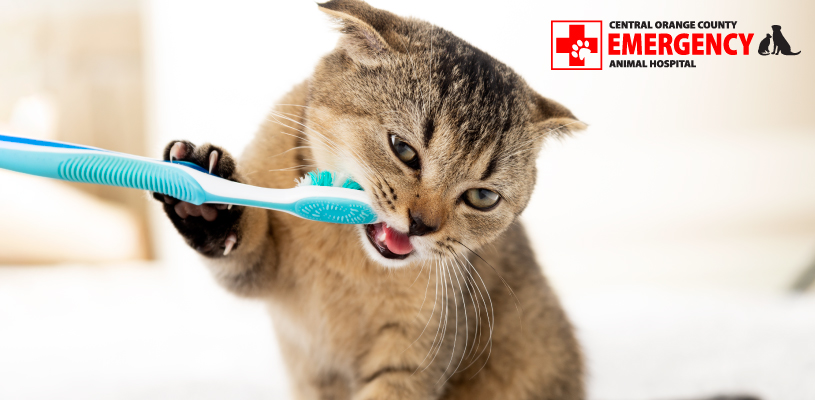 Is Dental Care Necessary for Cats??
