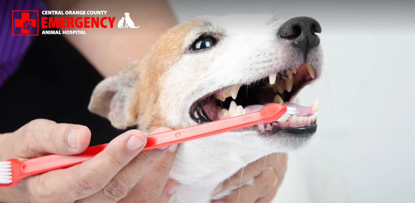 Make sure you provide your dog with the dental care they require.