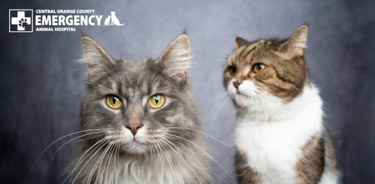 Cat breeds are as varied as they are beautiful.