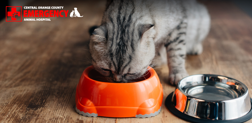 Learn more about proper cat nutrition