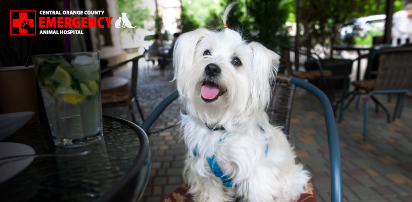 Find pet friendly restaurants in your area with our helpful guide