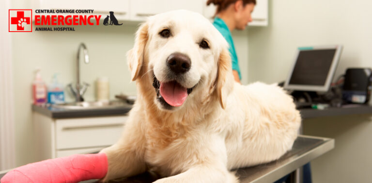 Learn more about the dangers of inducing vomiting in pets without the help of a qualified emergency vet.