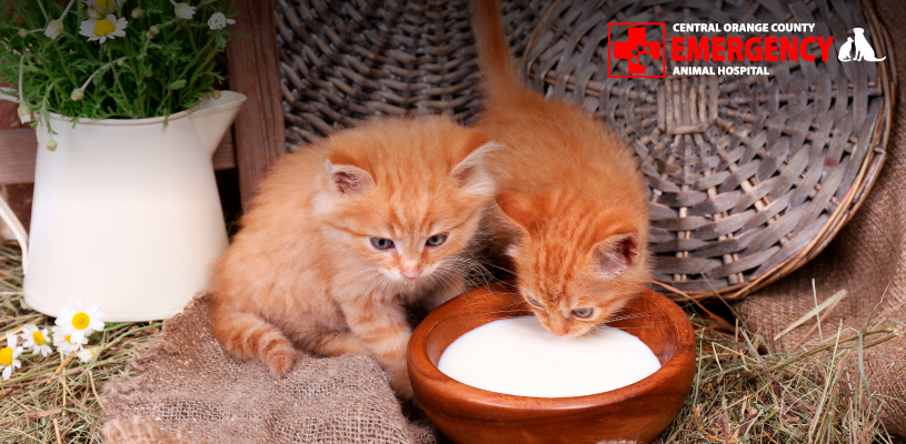 Can cats drink milk or is it bad for their stomachs?