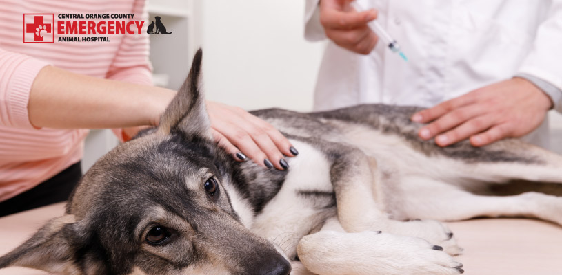 Being Prepared Before You Need an Emergency Veterinarian for Your Pet