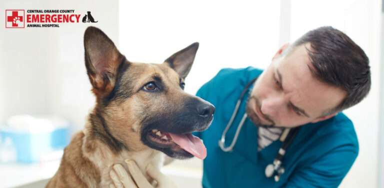 Our team wants to avoid vet misdiagnosis by providing compassionate and individualized care.