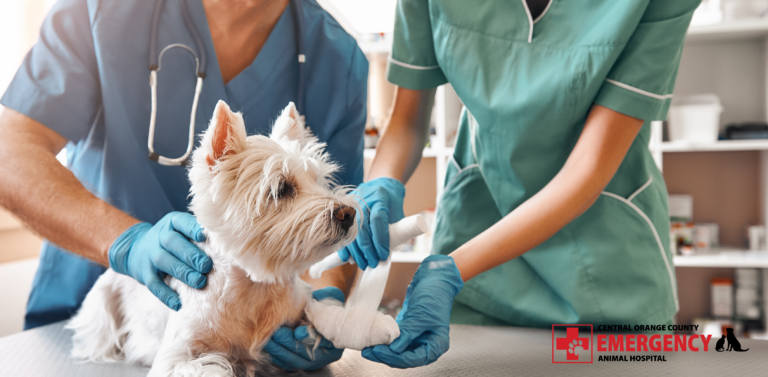 Your pet's veterinarian works efficiently to deliver an accurate diagnosis and will work alongside other specialists when in need of added expertise.