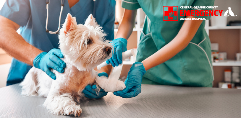 How Does A Veterinary Hospital Differ From A Veterinary Clinic?