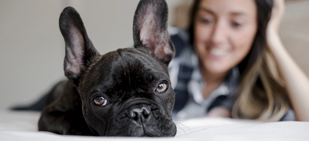 French Bulldog Veterinarian Orange County