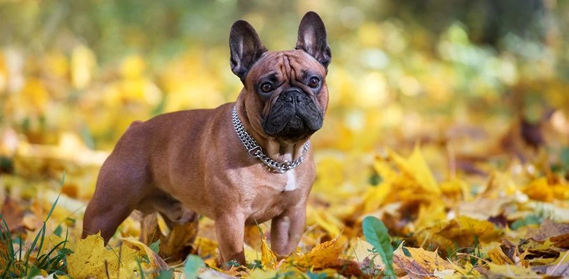 Understanding Brachycephalic Airway Syndrome in French Bulldogs