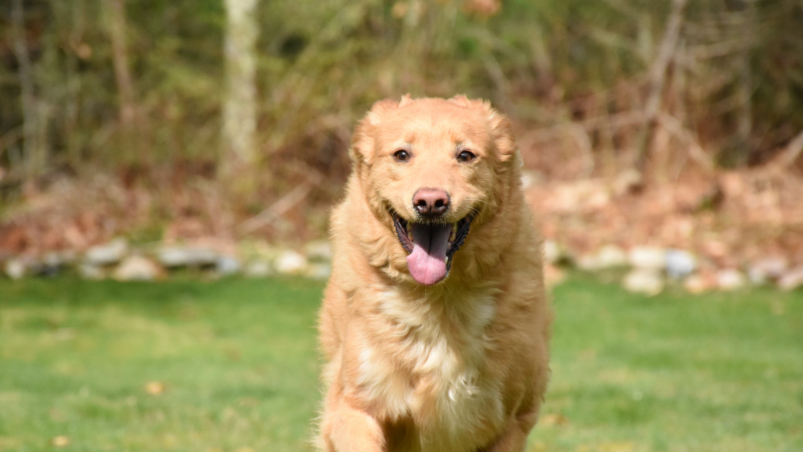Golden Retriever emergency veterinarian