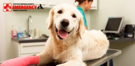 Learn more about the dangers of inducing vomiting in pets without the help of a qualified emergency vet.