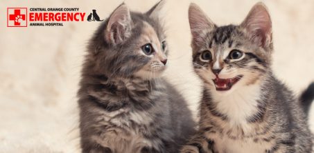 Cats meow mostly at humans for various reasons, but they will still communicate with other cats in non-verbal ways.