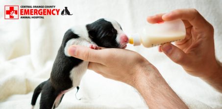 Puppy Emergency Veterinarian