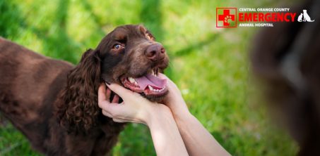How to Spot Early Dental Pain Signs in Dogs