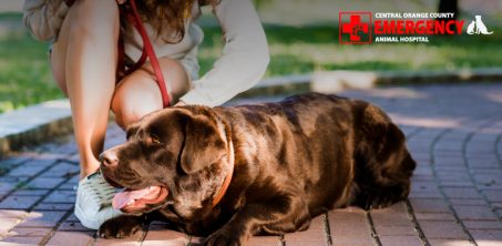 Emergency Dog Veterinarian Orange County Open Now